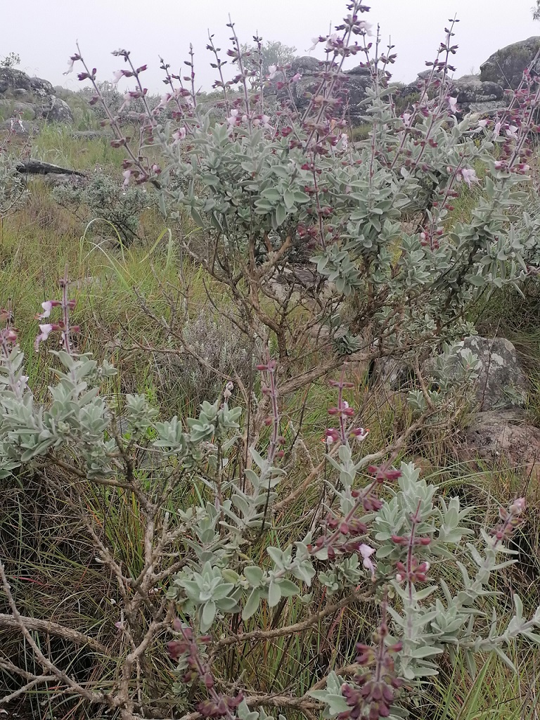 A branched shrub with terminal infloresences. The leaves have an opposite decussate arrangement and are pale grey/green in colour ending in a rounded tip. The terminal infloresences contain whorls of deep reddy/pink buds. The flowers are a light pink colour.